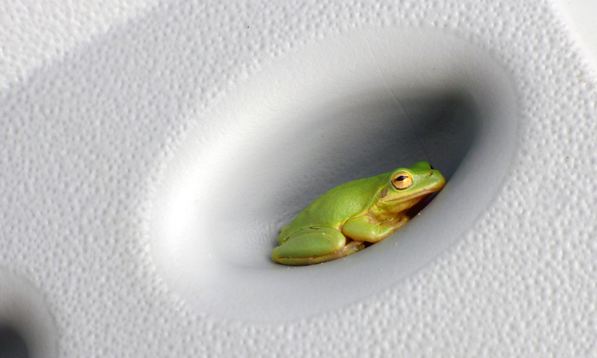 Frog, Little St. Simons Island