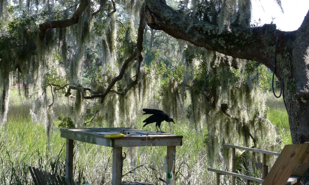 Bird, Little St. Simons Island