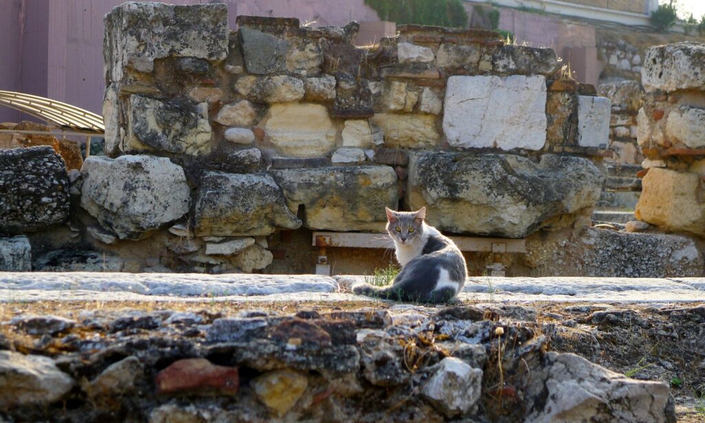 Cat, Athens