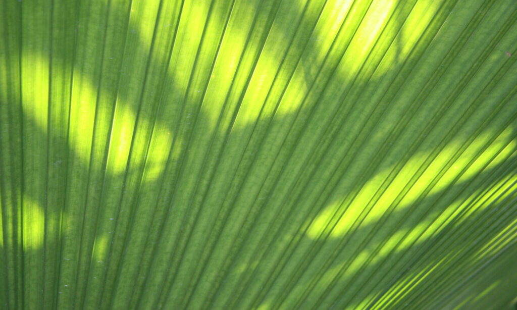 Palm Leaf