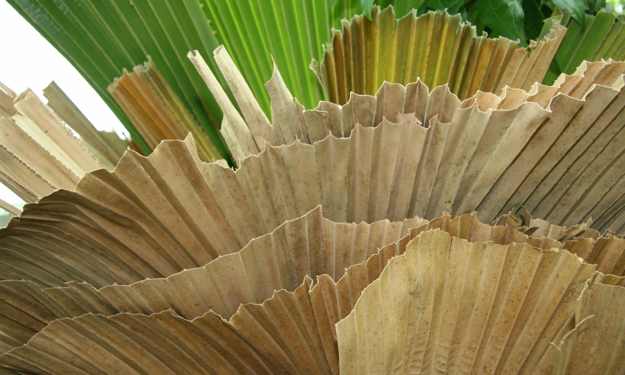 Palm Leaves