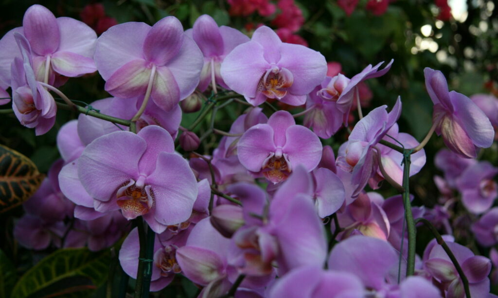 Orchids