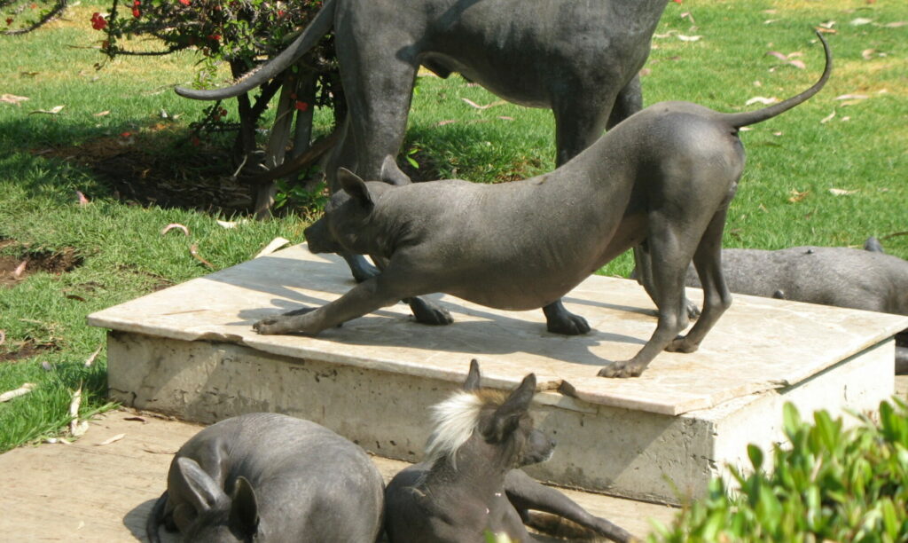 Xoloitzcuintli (Mexican Hairless Dog)