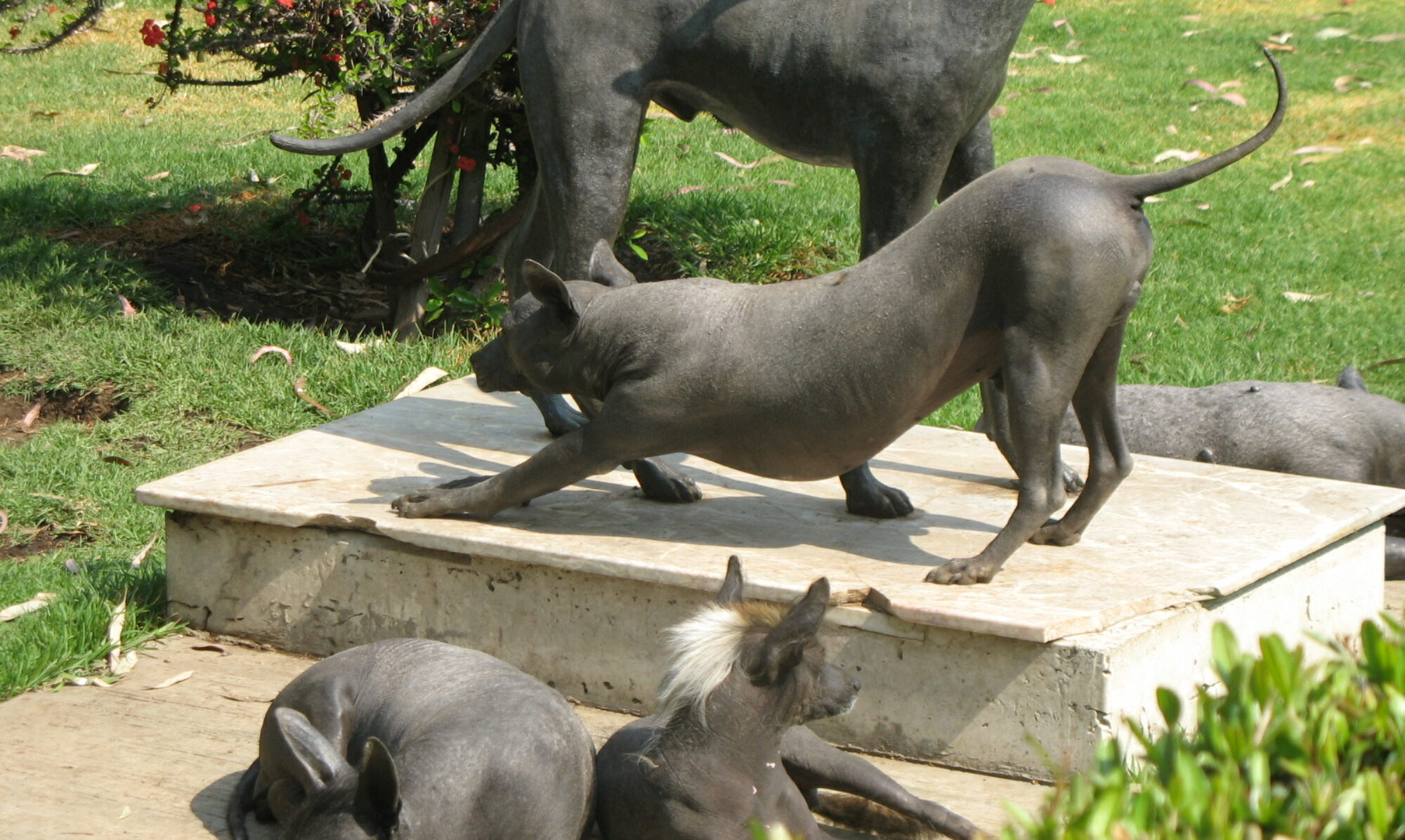 Xoloitzcuintli (Mexican Hairless Dog)